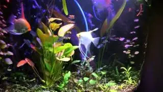 Aquarium maanvis eitjes op blad. Maanvis koppel met eitjes op aquariumplant