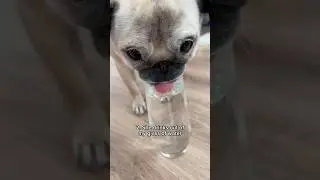 Reasons why my PUG might be part CAT 🐱 #dog #pug #cat #funny