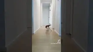 Cat Edition. Speedy Cats Take Over! #FollowBack #MutualFollow #FollowForFollow #FollowMe