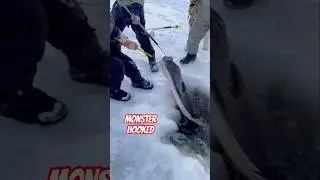 Pulling a Monster Fish From Frozen Lake