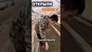 Будни молодого фермера. Избавился НАВСЕГДА от СОРНЯКОВ.