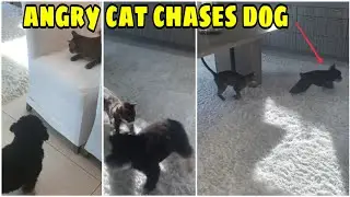 Angry Cat vs Dog  🔴 Funny Animals Compilation - 2020 - Pets Tab #6