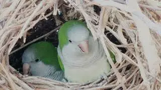 Birds Life || How birds fly || birds House 