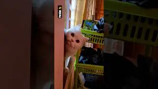 Cute Cat Hide&Seek Game #shorts #ytshorts #shortsfeed