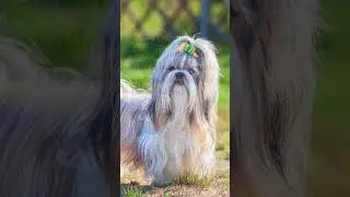 5 Fast Facts About the Shih Tzu! 🐕✨ #Dog #Dogs #Dogfacts #ShihTzu #ShihTzus