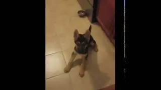 Puppy Preview!