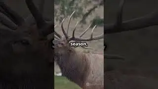 5 Incredible Facts About Elk You Didn&rsquo;t Know!