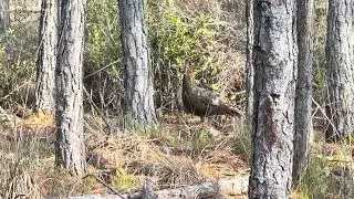 Florida Timber Hunt