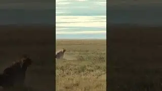 Lioness Executes Stunning Ambush on Wildebeest From the Bushes  #animals #wildlife #predatorvsprey
