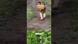 lion#video #youtubeshorts #shortsvideo #shorts #short #pinku