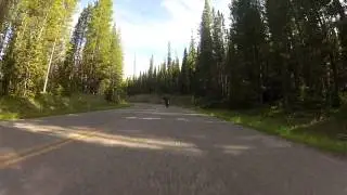 Attempted hit and run