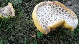 Caloboletus radicans (Боровик коренящийся), August 15, 2021