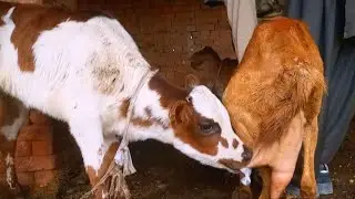 Cute Baby Cow Drinking Milk From Goat//Daily vlog