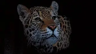 Drawing a Tiger using colored pencils on black paper