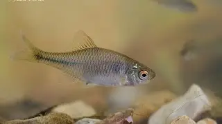 European Bitterling (Rhodeus amarus) Underwater UK