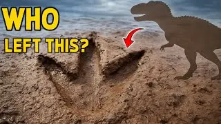 150 Million-Years Old Dinosaur Tracks Discovered After Texas Flood