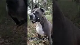The Kontroller Head Halter - If your dog walks YOU then you need this!