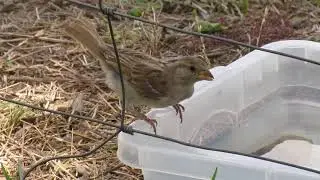 Pardal e canários - House Sparrow and Saffron Finch