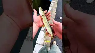 Canal Pike Loves These Lures! #fishing #fish #viral #shorts #fishingvideo #fishinglife #fishingtips