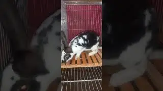 Watch These Rabbits React to Their New Cage #rabbit #cute #bunny #animalshorts #funny 
