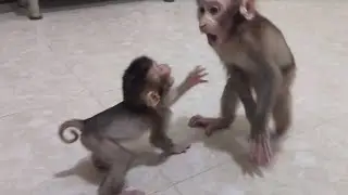 The initial meeting of two unfortunate baby monkeys ended in chaos