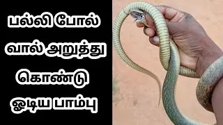 A snake running away with its tail cut off | snake tail cut #snaketail #wildsnake