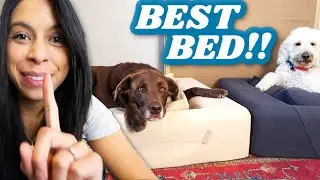 EVERY DOG NEEDS THIS BED 🐶 You won't believe what this does 😱