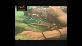 Manobo Harpoon Fishing