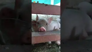 Pig Oink Sound 🐷 ( Pig farm )