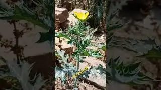 सत्यानाशी का पौधा #आयुर्वेदिक पौधा #medicinalherb #bush #yellowflower #hillywood #seasonal plant #RI