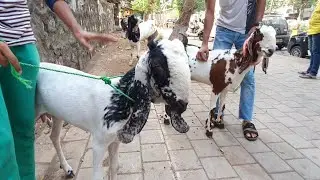 Kota And Bantam Bakri In Sewri Mumbai.