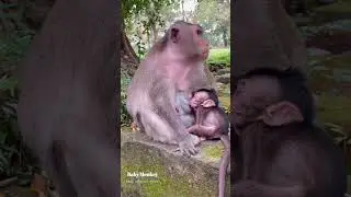 Looks Adorable Baby Monkey Breastfeeding Yummy #0605