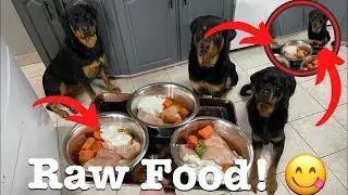Three Rottweilers Eat Raw Food Diet
