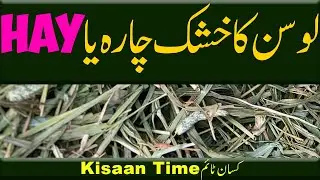 Losan ka khushk chara لوسن کا خشک چارہ یا hay