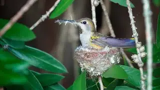 Cute Anna's hummingbird building her nest
