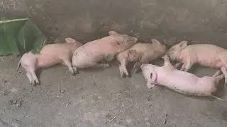 Не допускайте этой ОШИБКИ при приобретении ЛЕКАРСТВ для свиней.