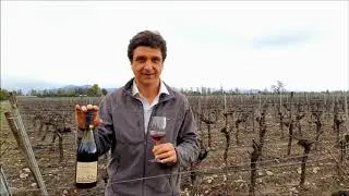 Matías Ríos presents Organic Pinot Noir