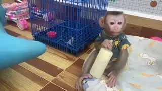 monkey playing in room eps 1