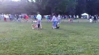 Dog Training, Toms River, NJ  - Obedience Demo