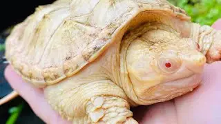 УДИВИТЕЛЬНЫЕ черепахи-альбиносы!! Щелкающие альбиносы и расписные черепахи с Чарли Муркрофтом!