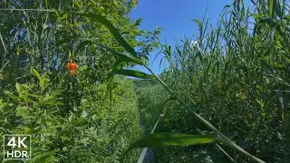 4K Japan Immersive Walk | Summer Plateau & Highland Marsh: Sounds of Cicadas & Birdsong