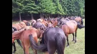 Divlji konji na Suvoj planini