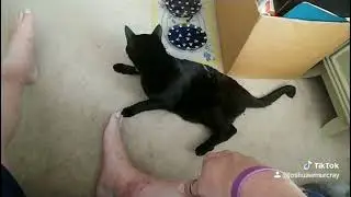 My Cat recovering from anesthesia.