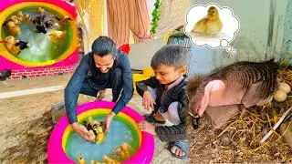 Bache Ducks K Liye Swimming Pool Le Aye😍 Big Duck K Eggs Bhi Candel Kare🐣