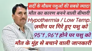 How to Save an Animal from Hypothermia / How to Save a Dying Animal in Low Temperature