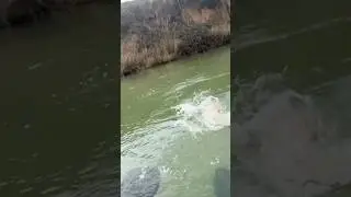 Vaya energ&iacute;a ten&iacute;a este peque&ntilde;o Lucio!! No veas como tiraba el amigo! #shorts #letsgo