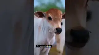 Jay gau mata #viral #trending #bajrangdal #monumanesar