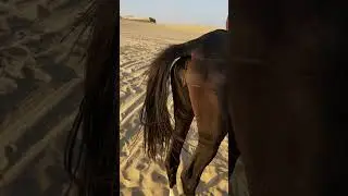 vulvar winking 😉 well the mare is in heat #desert #horse #mare #estrus #heat #vet #Dr_vet