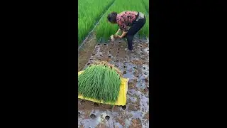 A satisfying harvest at the shallot farm