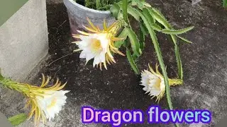 Dragon flowers, Nature and education.
